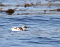 Pigeon Guillemot